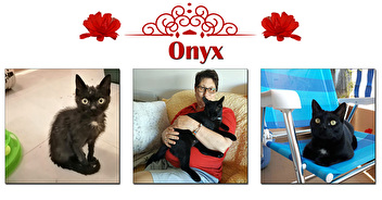 Onyx ou la folle histoire d'un rescapé...