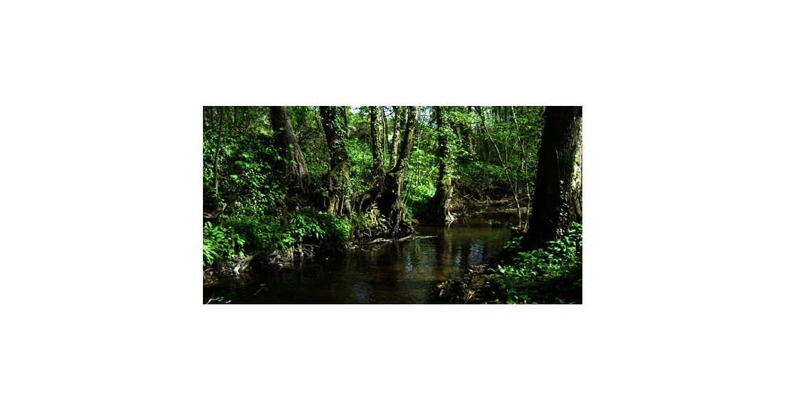 Précieuses forêts riveraines: les ripisylves / 2