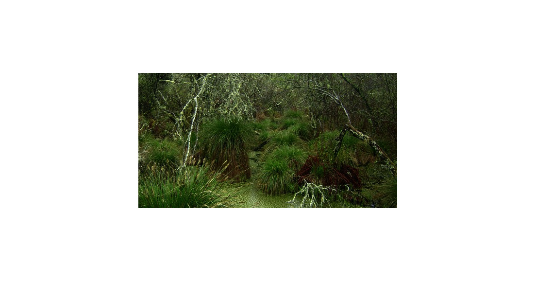 Précieuses forêts riveraines: les ripisylves / 4