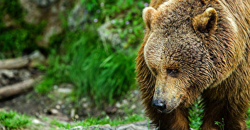 Pyrénées : 6/10 français favorables au remplacement des ours tués