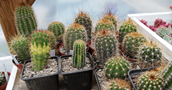 La culture des cactus pour les nuls