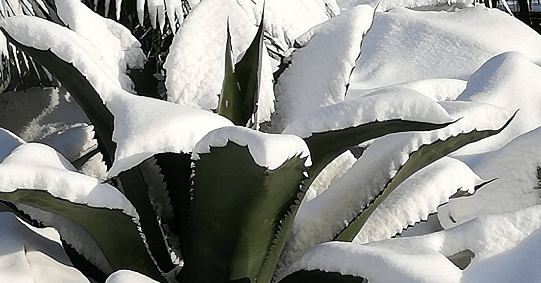 L'hivernage de nos plantes