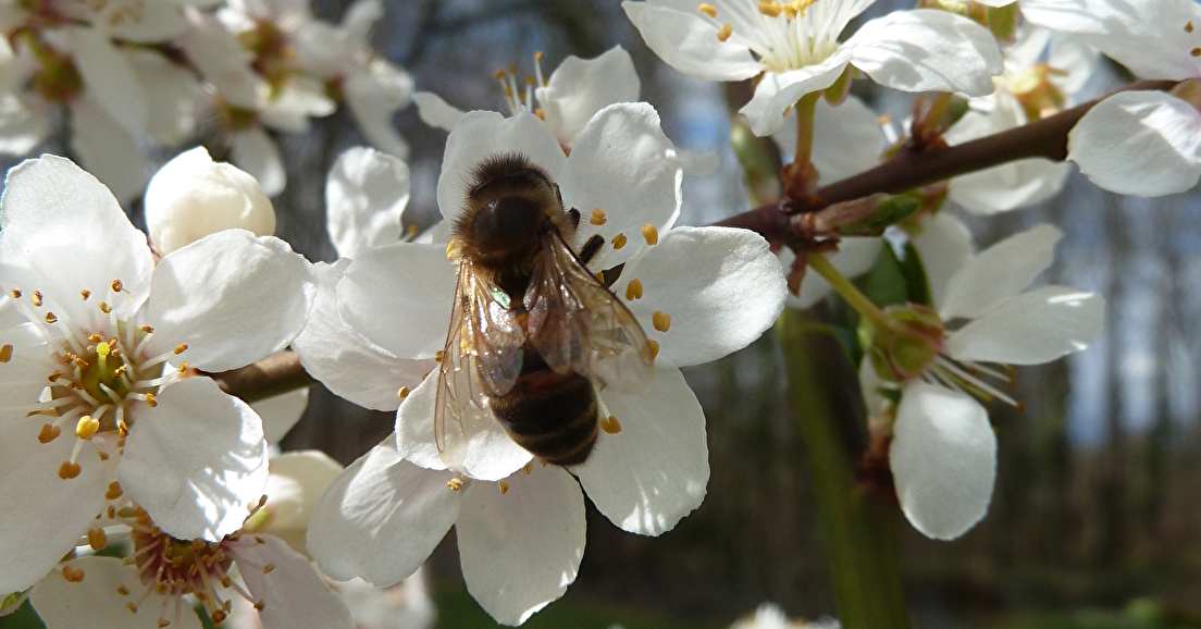 Comment inviter les abeilles et autres pollinisateurs dans son jardin ?