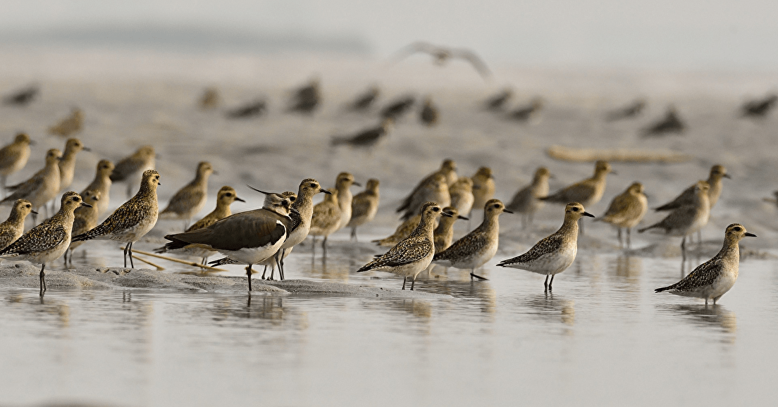 Chasses traditionnelles de certains oiseaux : mobilisons-nous !