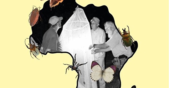 Du nord au sud du continent, 40 ans d’entomologie africaine