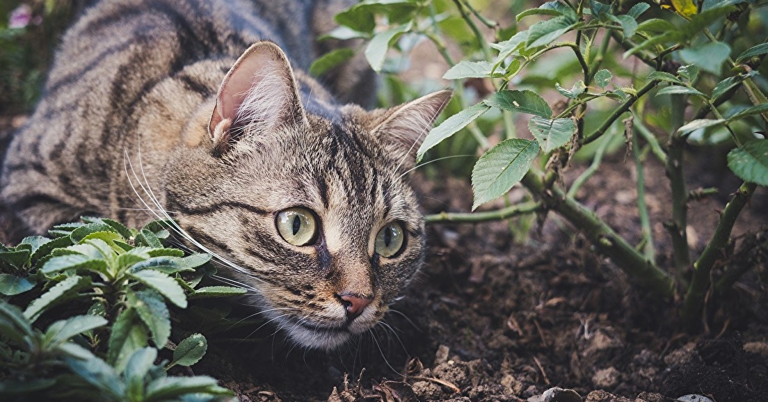 Le chat domestique (Felis silvestris catus)