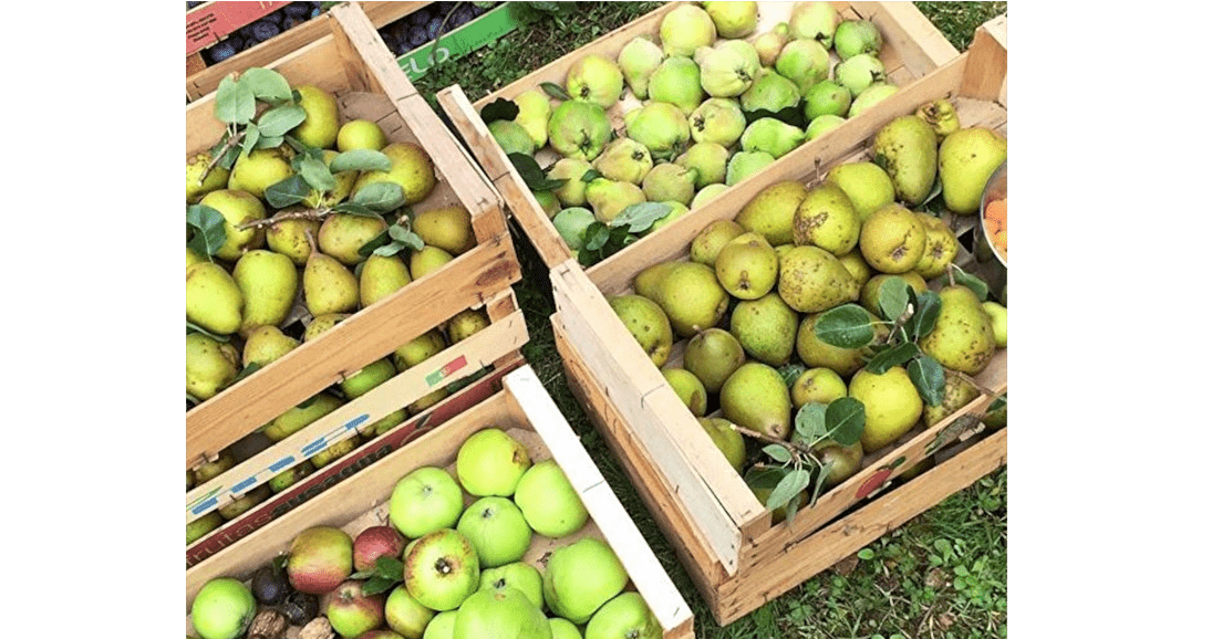 Achat groupé de pommes et poires bio de Cercier
