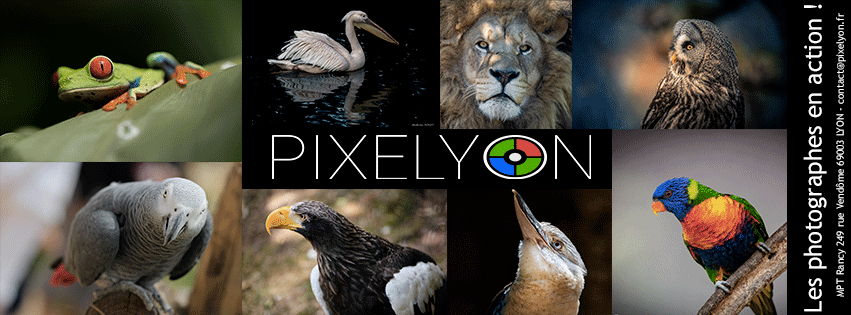 Pixelyon -Animalier