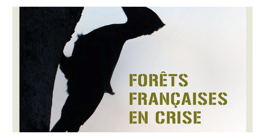 Forêts en crise : le constat dans un rapport de 6 ONG