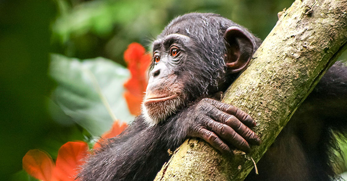 Deux postes à pourvoir à la Wild Chimpanzee Foundation (WCF) Guinée