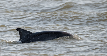Dolphin feeding and wading birds