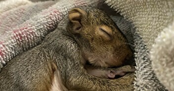 Keeping Wildlife Wild: Burrito the Squirrelet’s Story
