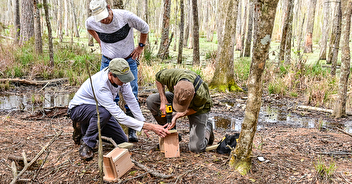 Prothonotary Warbler Nest Box Installation