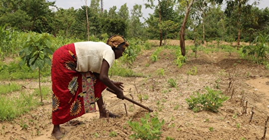 Projet agroforestier à Kinshasa