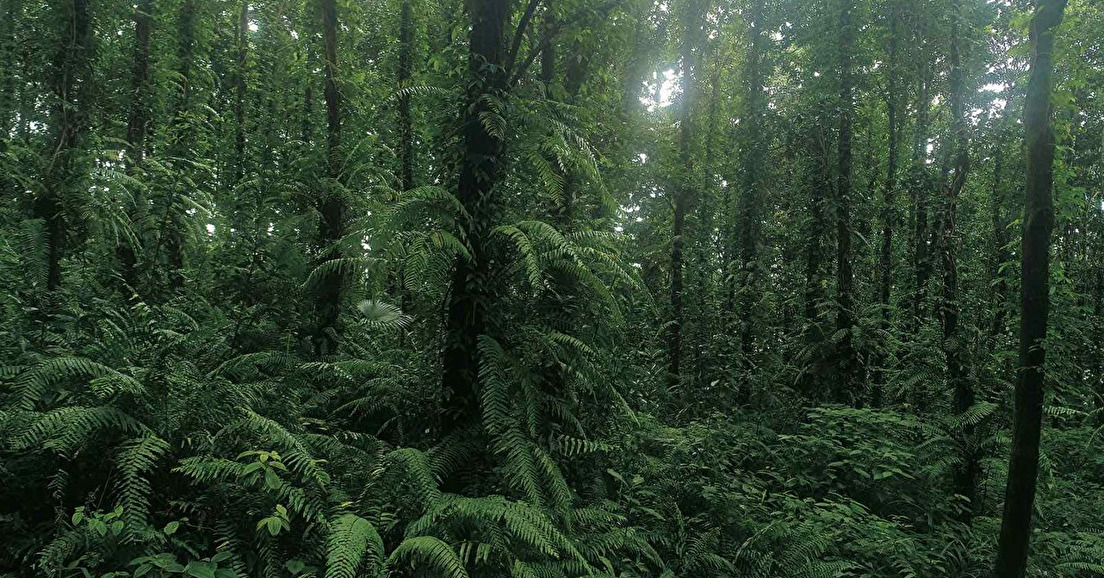 Réunion : Mare-Longue, une forêt “zombie”