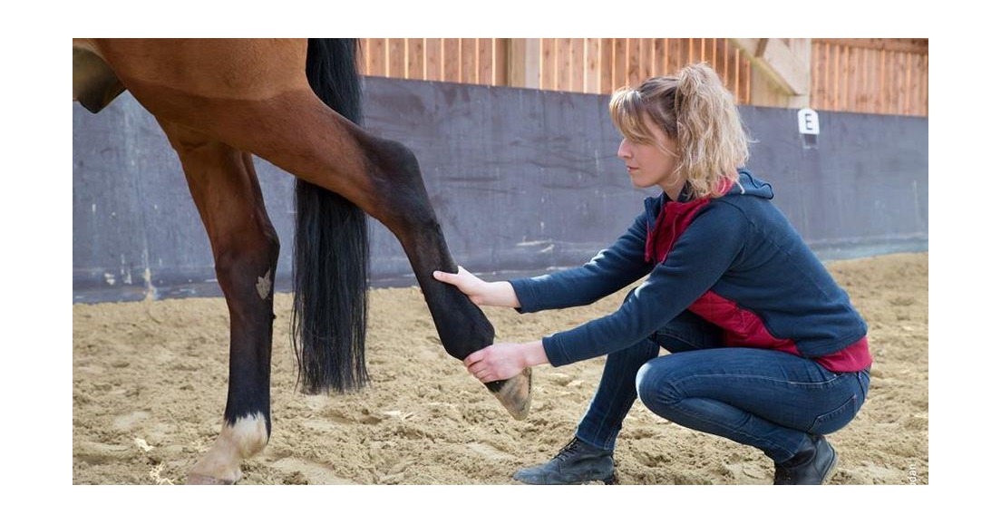 3/3  Partage de pratiques thérapeutiques pour le bien-être du cheval