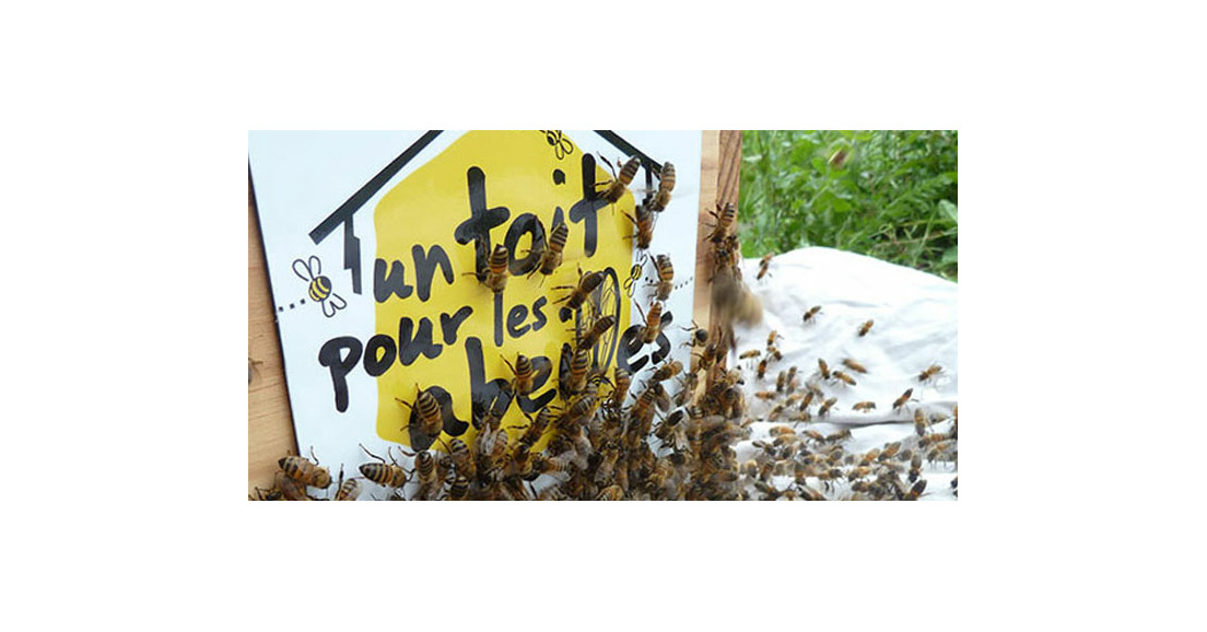 Parrainez une ruche pour sauver les abeilles