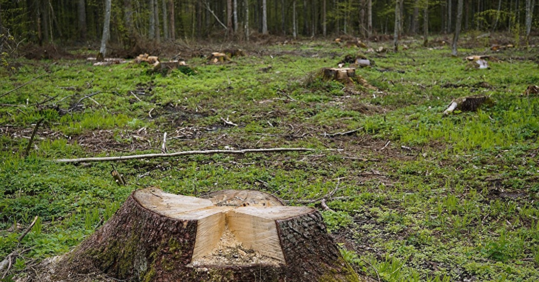 Pour une politique forestière qui s'appuie sur les écosystèmes