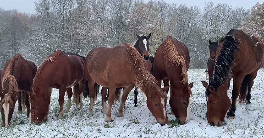 L'adaptation climatique - Le cheval en hiver