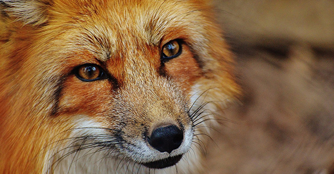 Le renard : un maillon essentiel de la biodiversité