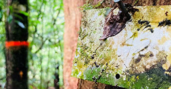 Le grand inventaire de la forêt guyanaise