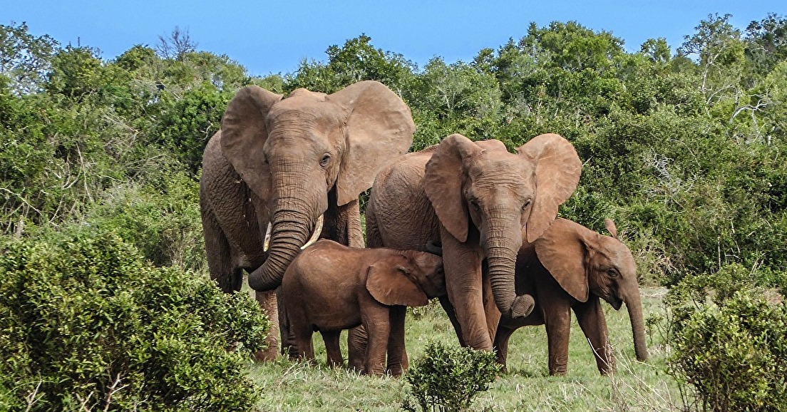 En Afrique, les éléphants limitent le réchauffement climatique