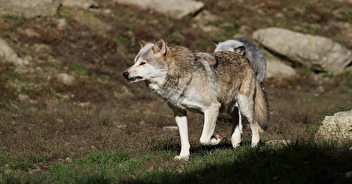 Nos propositions pour le Plan national d'action loup et activités d'élevage