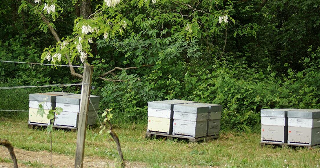 Des abeilles au service de la biodiversité
