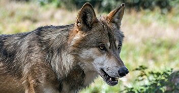 Le nombre de loups baisse, l'État doit autoriser moins de tirs