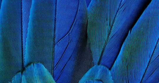 Le Blues du Perroquet : l'émotion profonde de Papageno