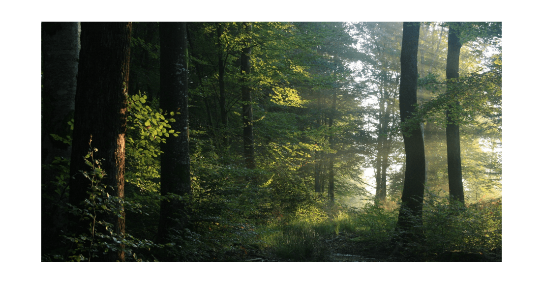 Forêts : une loi pour faire face aux urgences climatiques ?