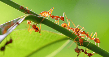 Les fourmis (Formicidae)