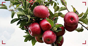 Nouvel achat groupé de pommes et poires bio de Haute-Savoie