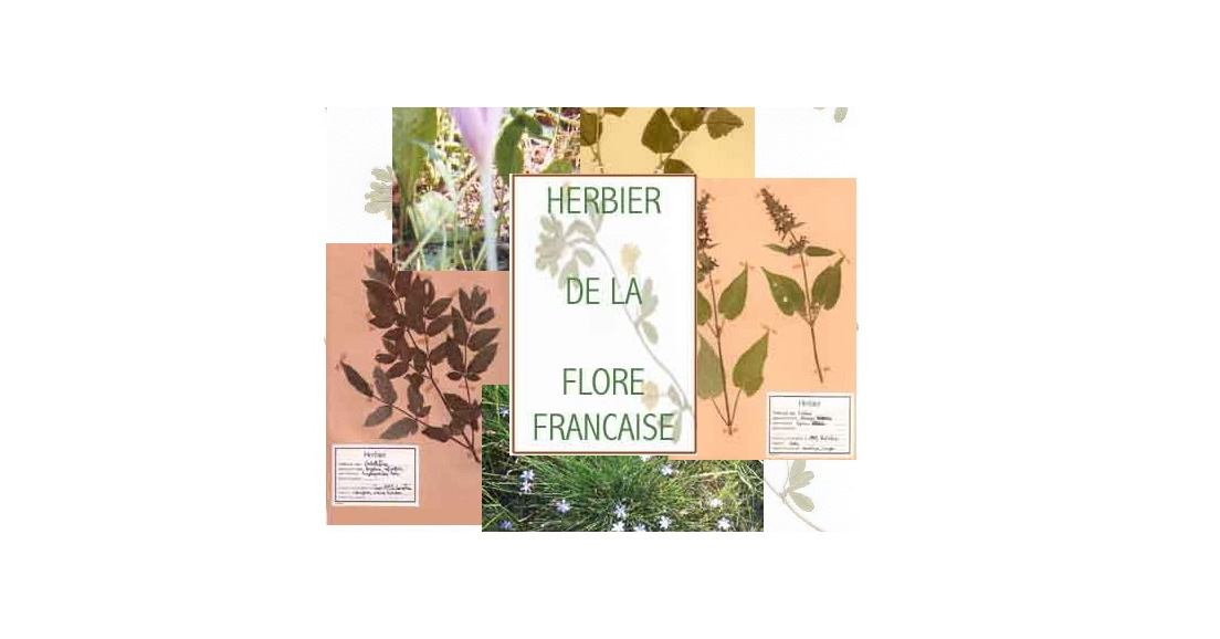 Herbier de la Flore française