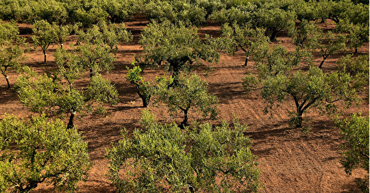 Utopie ou avant-garde, des oliviers à Bordeaux