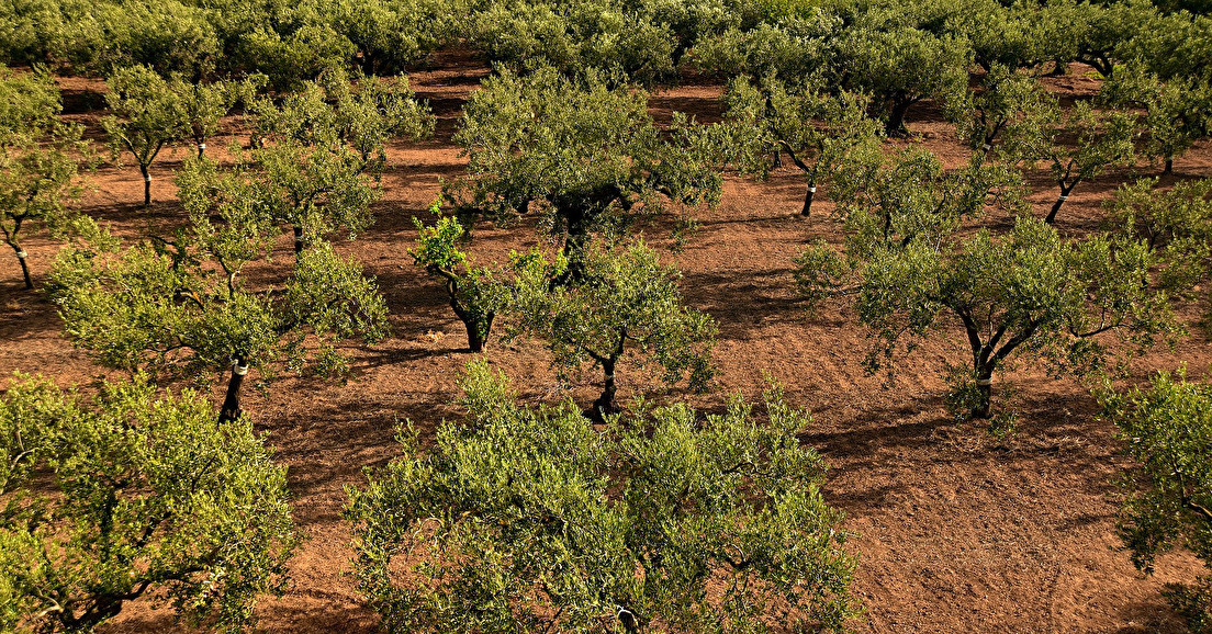 Utopie ou avant-garde, des oliviers à Bordeaux