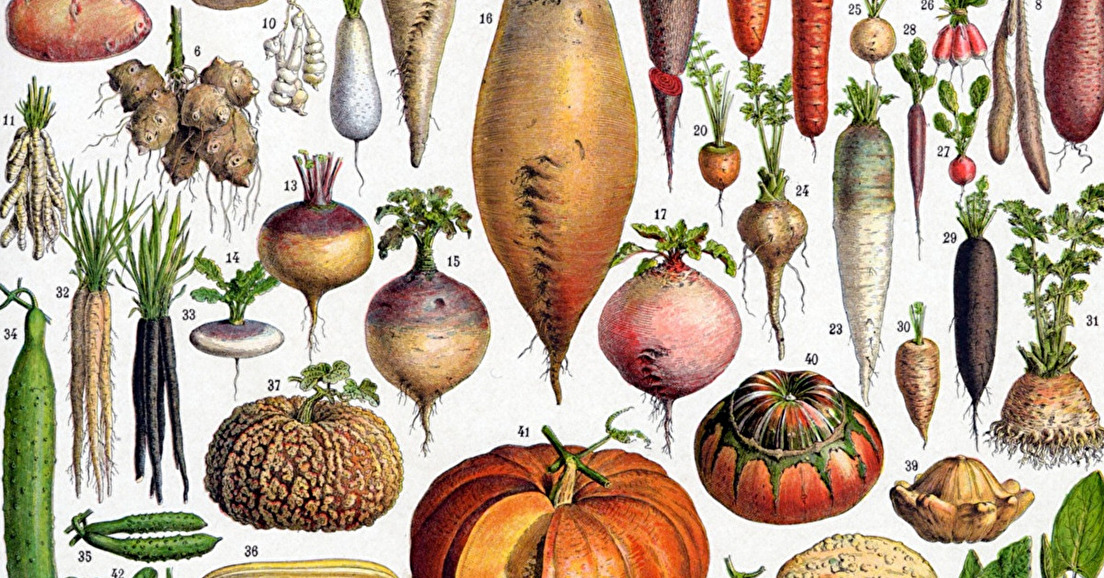 Légumes anciens, variétés et semences potagères (26 novembre 2023)