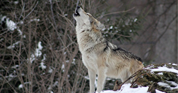 Anticiper le retour du loup : une série de webinaires en décembre