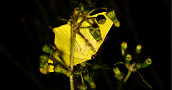 Partage d'expérience : photos de papillons de nuit par Claude Morin