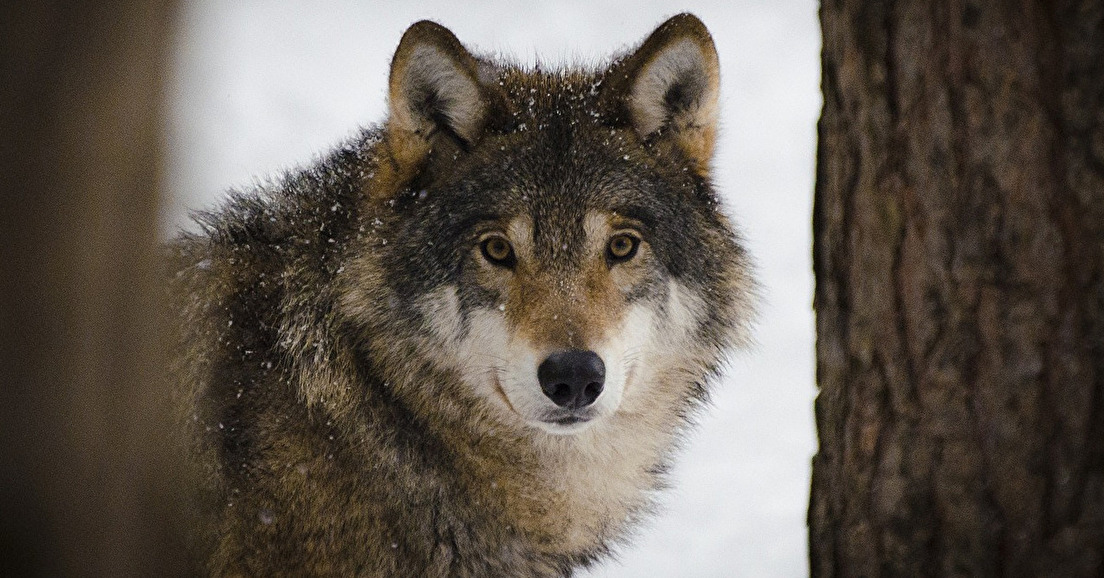 Déclassement du statut de protection du loup : un dangereux précédent
