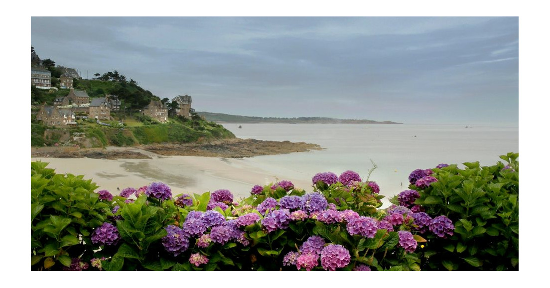 L'hortensia en Bretagne