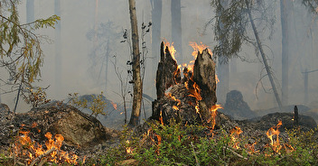 Aires protégées et gestion du risque incendie en forêt
