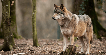 Le loup doit rester strictement protégé : signez la pétition !