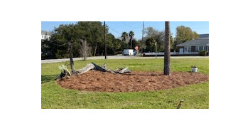 A little gardening project on IOP...