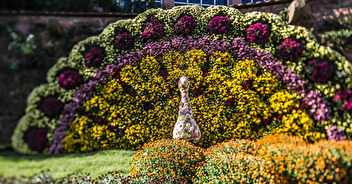 Voyage avec les Amis des Fleurs : Chrysanthema à Lahr