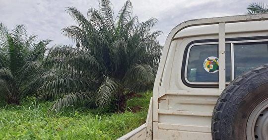Des gembloutois à Yaligimba (RDC)