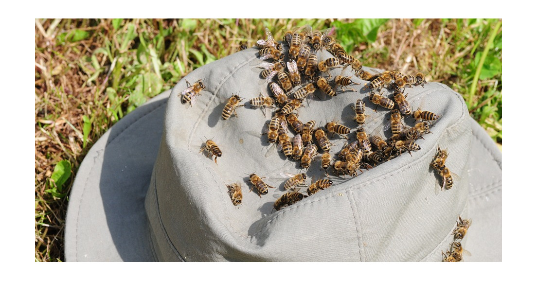 L'emplacement du rucher et contraintes règlementaires