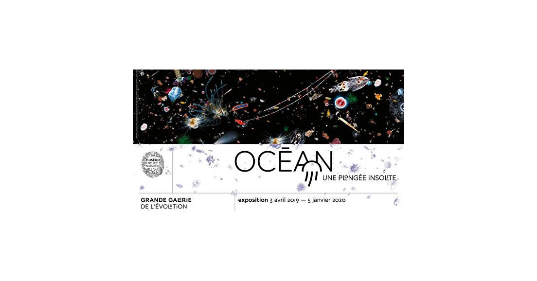 Venez visiter l'expo Océan, une plongée insolite