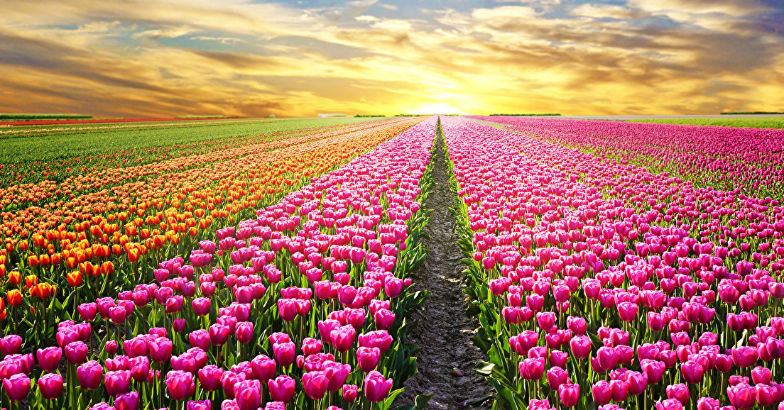 Les tulipes de l'espoir sont de retour en mars prochain