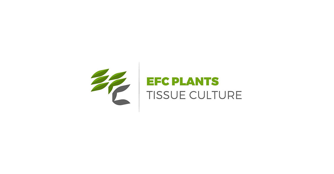 Senior Plant Tissue Culture Biotechnologist